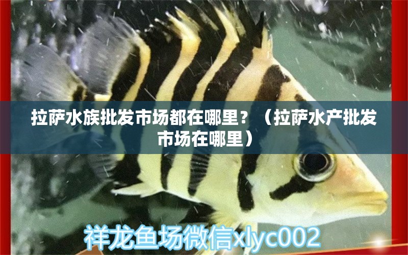 拉萨水族批发市场都在哪里？（拉萨水产批发市场在哪里）