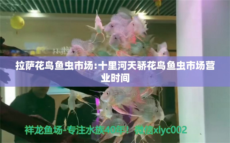 拉萨花鸟鱼虫市场:十里河天骄花鸟鱼虫市场营业时间