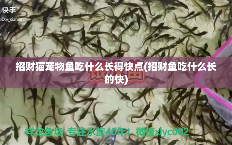 招财猫宠物鱼吃什么长得快点(招财鱼吃什么长的快) 苏虎苗（苏门答腊虎鱼苗） 第1张