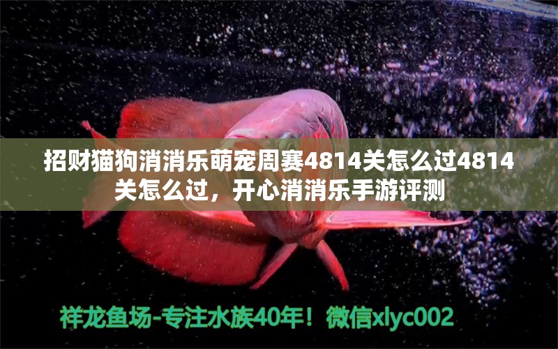 招财猫狗消消乐萌宠周赛4814关怎么过4814关怎么过，开心消消乐手游评测 胭脂孔雀龙鱼 第1张