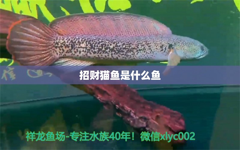 招财猫鱼是什么鱼 锦鲤鱼