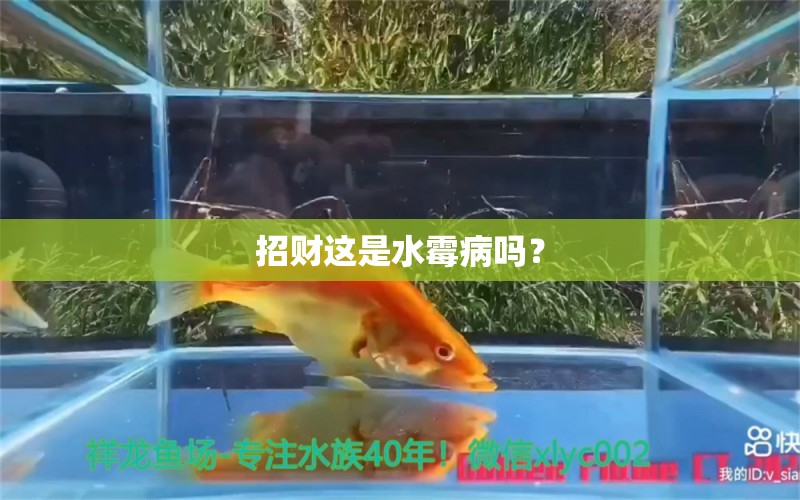 招财这是水霉病吗？