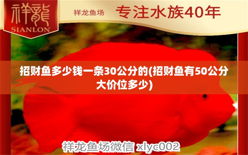 招财鱼多少钱一条30公分的(招财鱼有50公分大价位多少) 观赏鱼 第1张