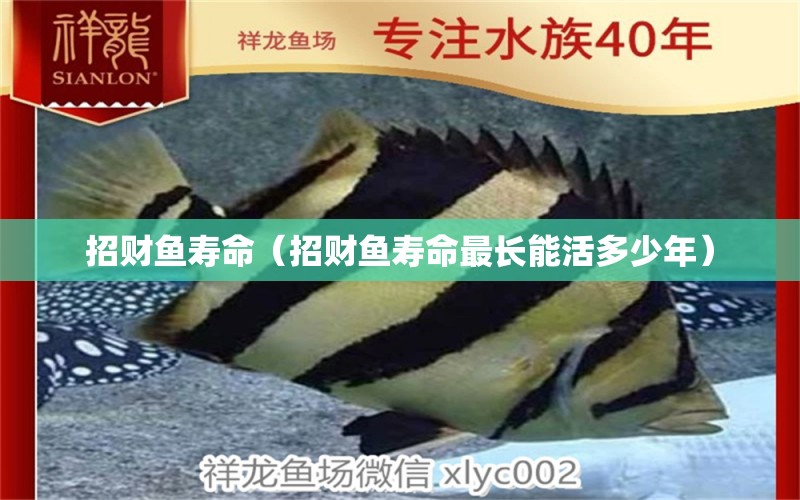 招财鱼寿命（招财鱼寿命最长能活多少年） 广州水族批发市场