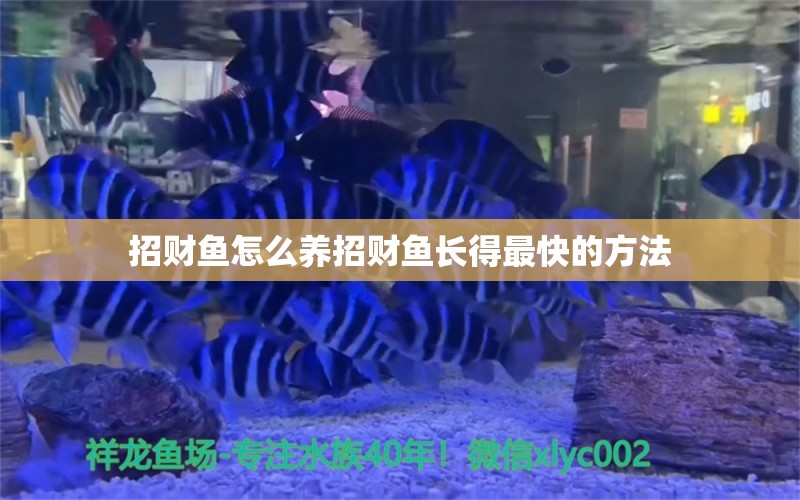 招财鱼怎么养招财鱼长得最快的方法 黄鳍鲳鱼