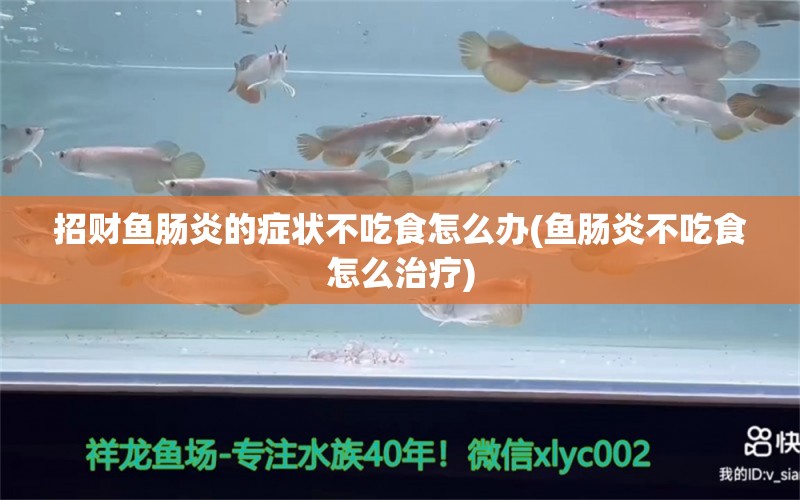 招财鱼肠炎的症状不吃食怎么办(鱼肠炎不吃食怎么治疗) 巨骨舌鱼