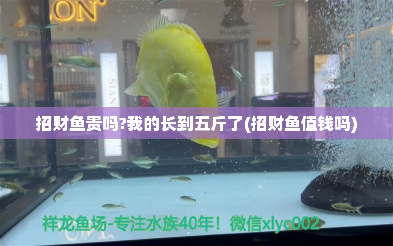 招财鱼贵吗?我的长到五斤了(招财鱼值钱吗) 观赏鱼 第1张