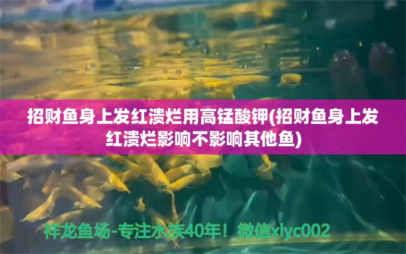 招财鱼身上发红溃烂用高锰酸钾(招财鱼身上发红溃烂影响不影响其他鱼)