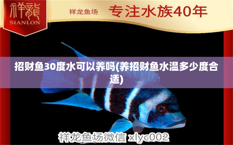 招财鱼30度水可以养吗(养招财鱼水温多少度合适)