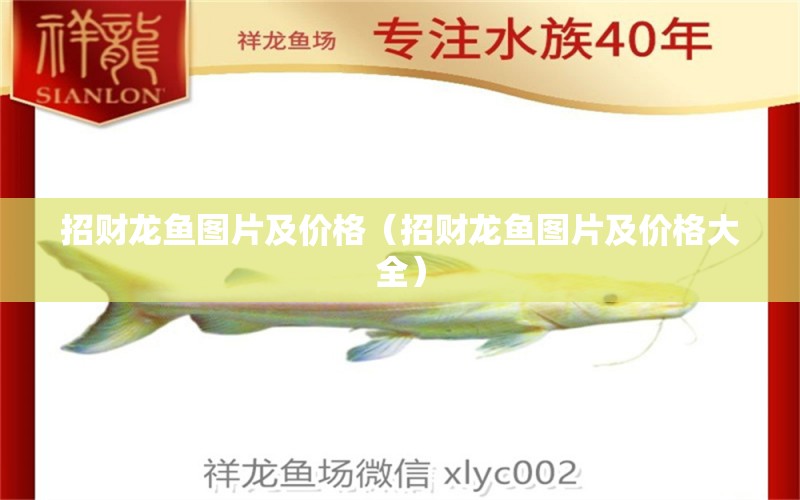 招财龙鱼图片及价格（招财龙鱼图片及价格大全） 祥龙水族医院