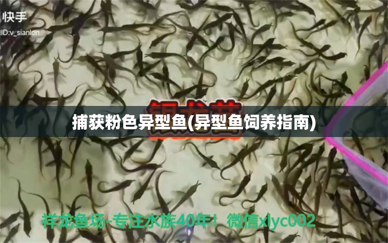 捕获粉色异型鱼(异型鱼饲养指南) 白子银版鱼