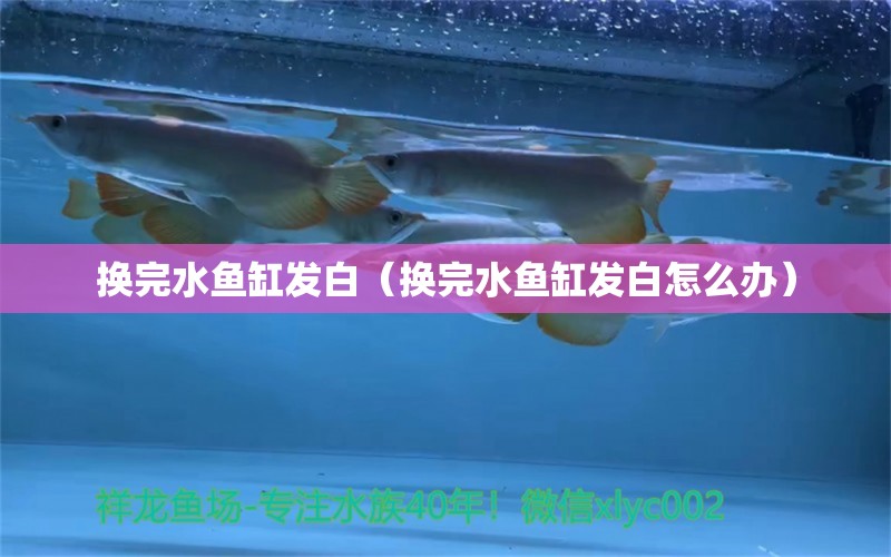 换完水鱼缸发白（换完水鱼缸发白怎么办）