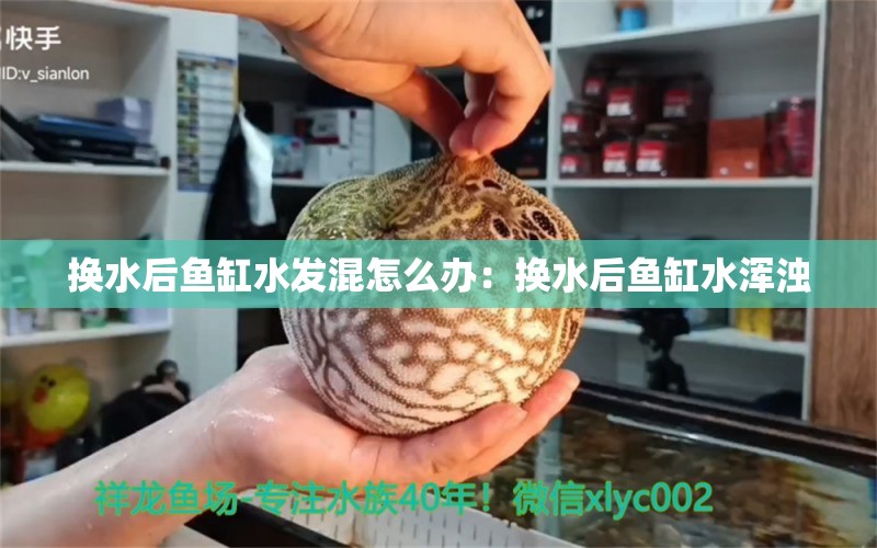 换水后鱼缸水发混怎么办：换水后鱼缸水浑浊 广州水族批发市场 第2张