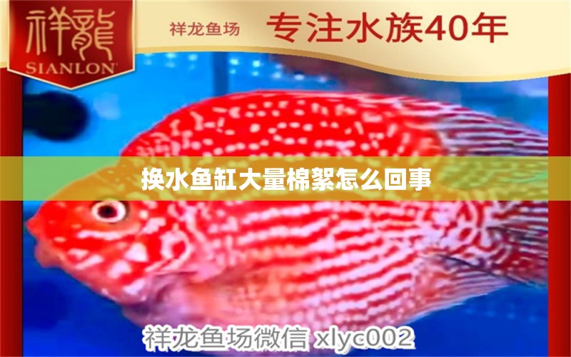 换水鱼缸大量棉絮怎么回事 水族问答 第2张