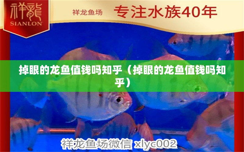 掉眼的龙鱼值钱吗知乎（掉眼的龙鱼值钱吗知乎） 祥龙水族医院