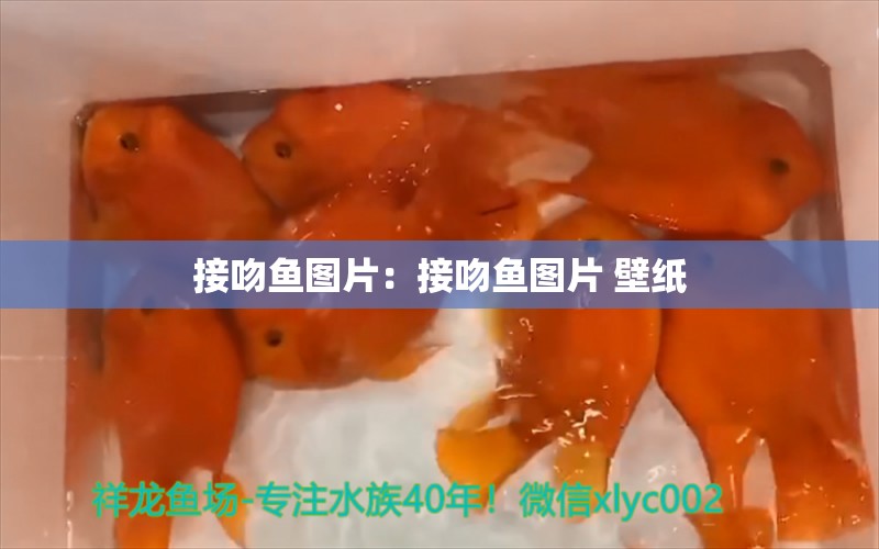 接吻鱼图片：接吻鱼图片 壁纸