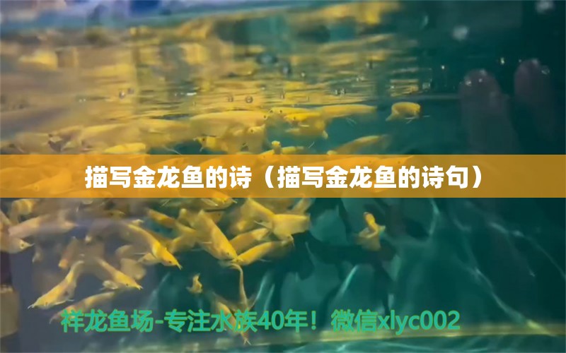 描写金龙鱼的诗（描写金龙鱼的诗句） 广州龙鱼批发市场