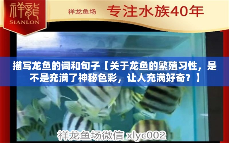 描写龙鱼的词和句子【关于龙鱼的繁殖习性，是不是充满了神秘色彩，让人充满好奇？】