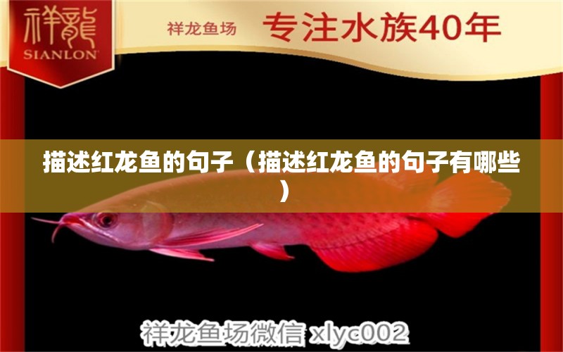 描述红龙鱼的句子（描述红龙鱼的句子有哪些） 广州龙鱼批发市场