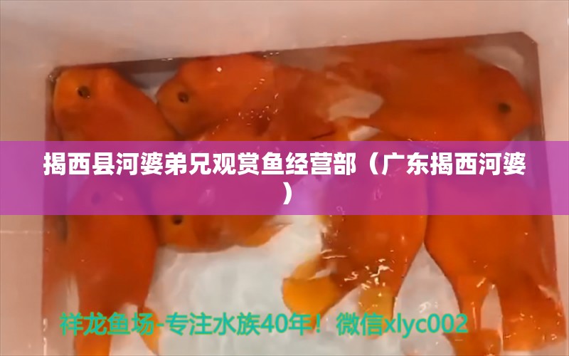 揭西县河婆弟兄观赏鱼经营部（广东揭西河婆） 全国水族馆企业名录