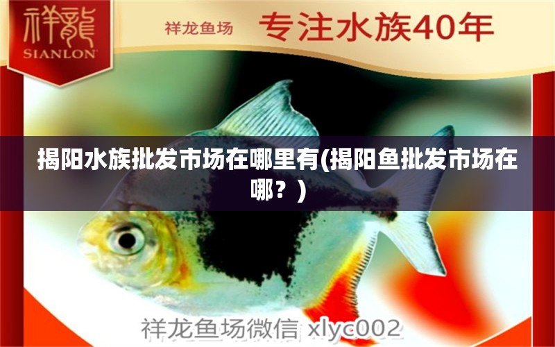 揭阳水族批发市场在哪里有(揭阳鱼批发市场在哪？) 观赏鱼水族批发市场