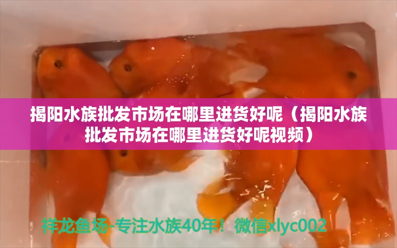 揭阳水族批发市场在哪里进货好呢（揭阳水族批发市场在哪里进货好呢视频）