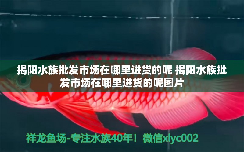 揭阳水族批发市场在哪里进货的呢 揭阳水族批发市场在哪里进货的呢图片