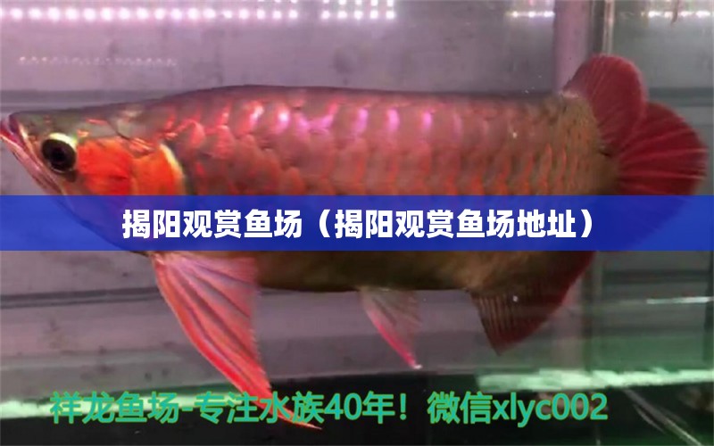 揭阳观赏鱼场（揭阳观赏鱼场地址） 祥龙水族医院