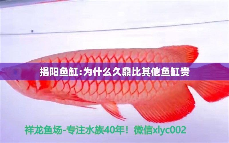 揭阳鱼缸:为什么久鼎比其他鱼缸贵 鱼缸百科 第1张