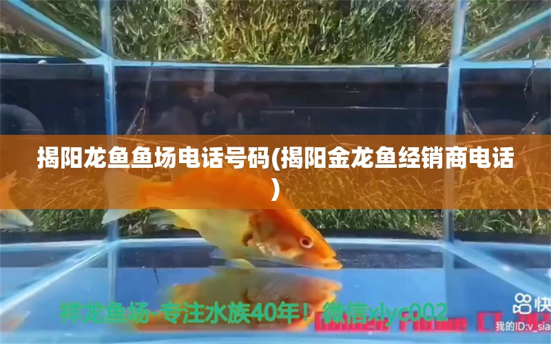 揭阳龙鱼鱼场电话号码(揭阳金龙鱼经销商电话) 鱼缸净水剂