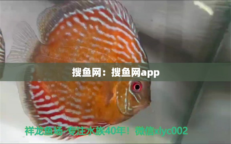 搜鱼网：搜鱼网app