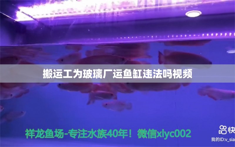 搬运工为玻璃厂运鱼缸违法吗视频