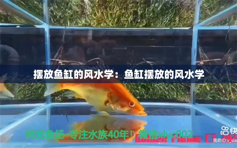 摆放鱼缸的风水学：鱼缸摆放的风水学 鱼缸百科 第2张