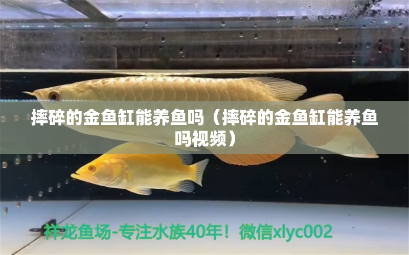 摔碎的金鱼缸能养鱼吗（摔碎的金鱼缸能养鱼吗视频） 祥龙水族医院