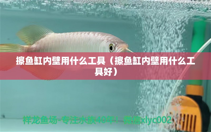 擦鱼缸内壁用什么工具（擦鱼缸内壁用什么工具好） 祥龙水族医院