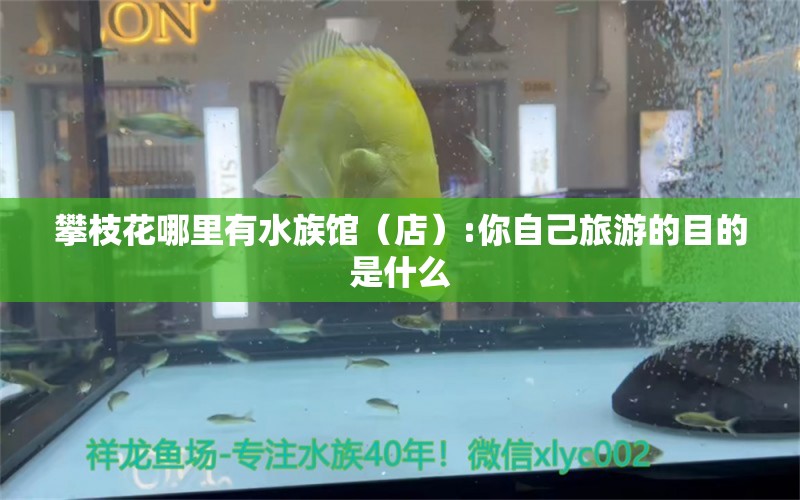 攀枝花哪里有水族馆（店）:你自己旅游的目的是什么