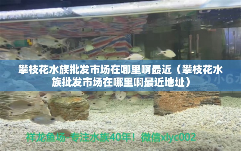 攀枝花水族批发市场在哪里啊最近（攀枝花水族批发市场在哪里啊最近地址） 观赏鱼水族批发市场