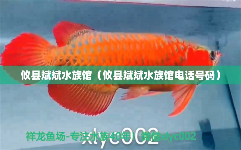 攸县斌斌水族馆（攸县斌斌水族馆电话号码）