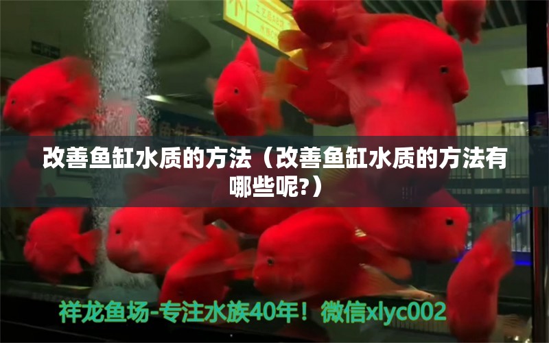 改善鱼缸水质的方法（改善鱼缸水质的方法有哪些呢?）