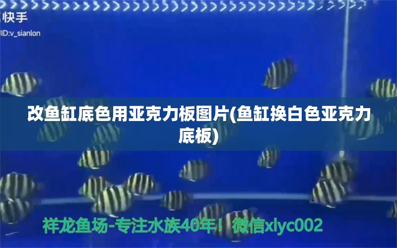 改鱼缸底色用亚克力板图片(鱼缸换白色亚克力底板) 白化火箭鱼 第1张