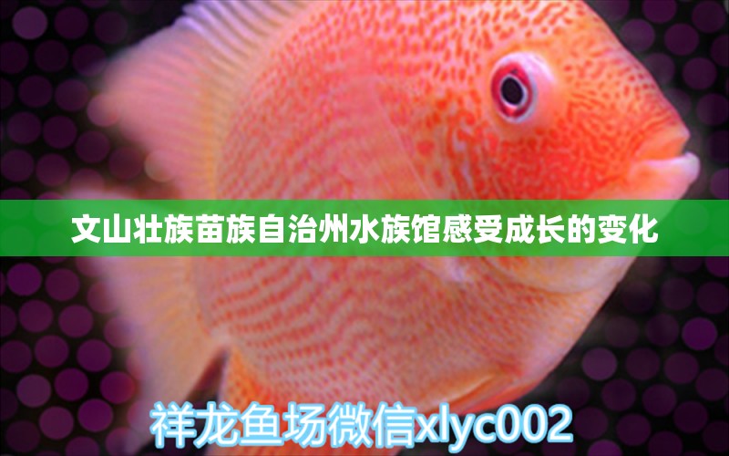 文山壮族苗族自治州水族馆感受成长的变化 白化巴西龟（白巴）