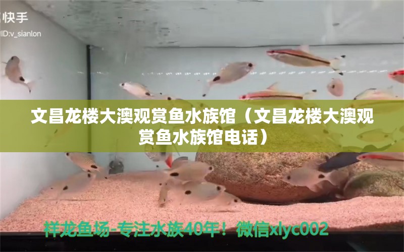 文昌龙楼大澳观赏鱼水族馆（文昌龙楼大澳观赏鱼水族馆电话） 全国水族馆企业名录