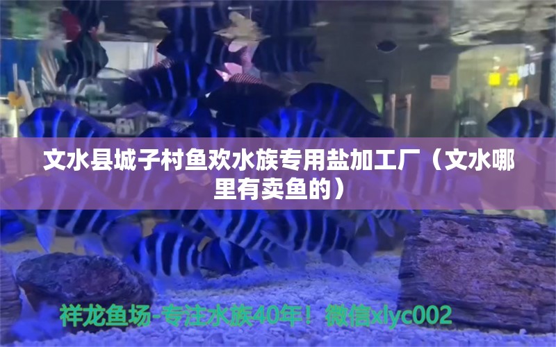 文水县城子村鱼欢水族专用盐加工厂（文水哪里有卖鱼的）