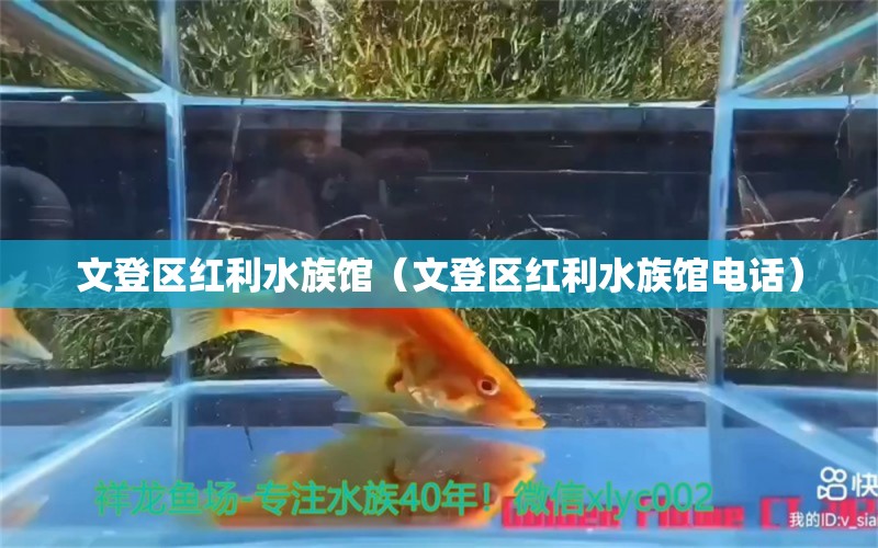 文登区红利水族馆（文登区红利水族馆电话）