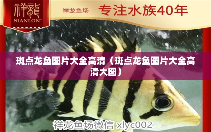 斑点龙鱼图片大全高清（斑点龙鱼图片大全高清大图） 祥龙水族医院