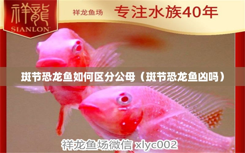 斑节恐龙鱼如何区分公母（斑节恐龙鱼凶吗） 祥龙水族医院