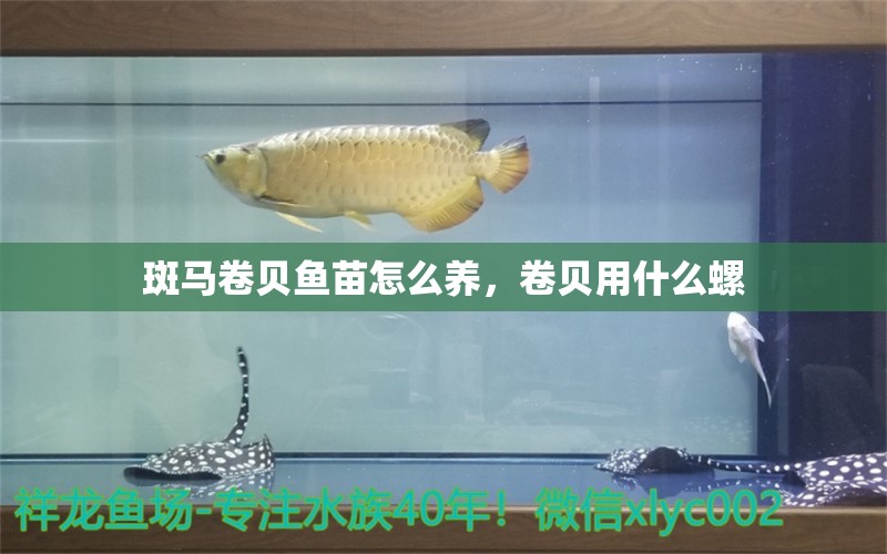 斑马卷贝鱼苗怎么养，卷贝用什么螺