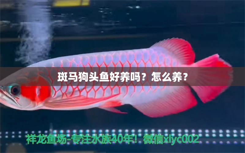 斑马狗头鱼好养吗？怎么养？ 斑马狗头鱼