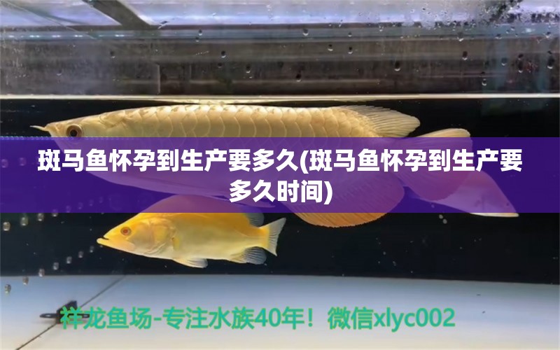 斑马鱼怀孕到生产要多久(斑马鱼怀孕到生产要多久时间) 一眉道人鱼苗