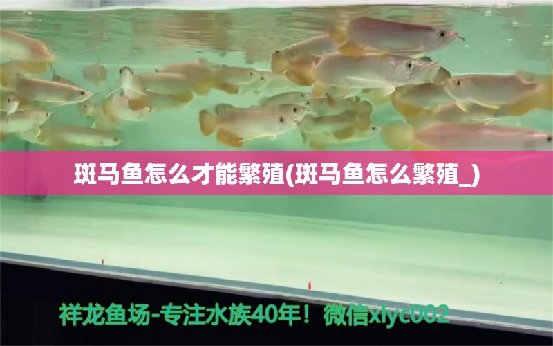 斑马鱼怎么才能繁殖(斑马鱼怎么繁殖_)